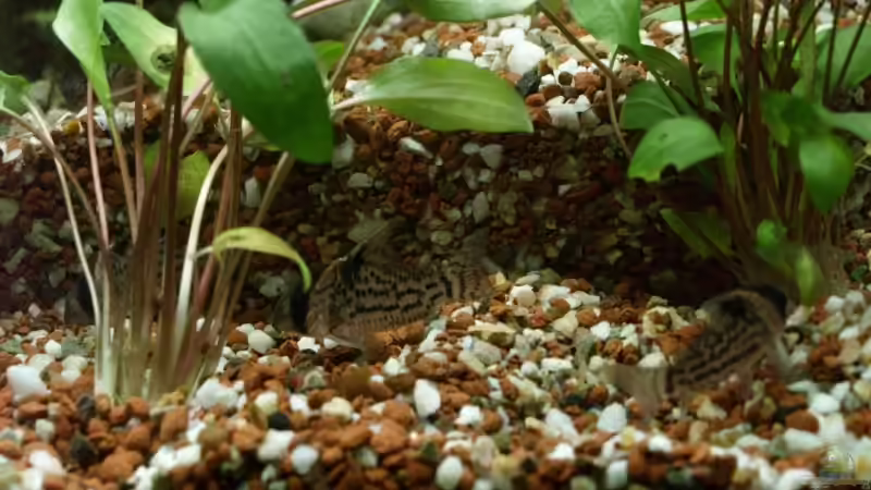 Corydoras Schwarzii von Thomas Rengier (18)