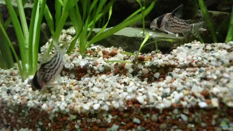 Corydoras Schwarzii von Thomas Rengier (22)