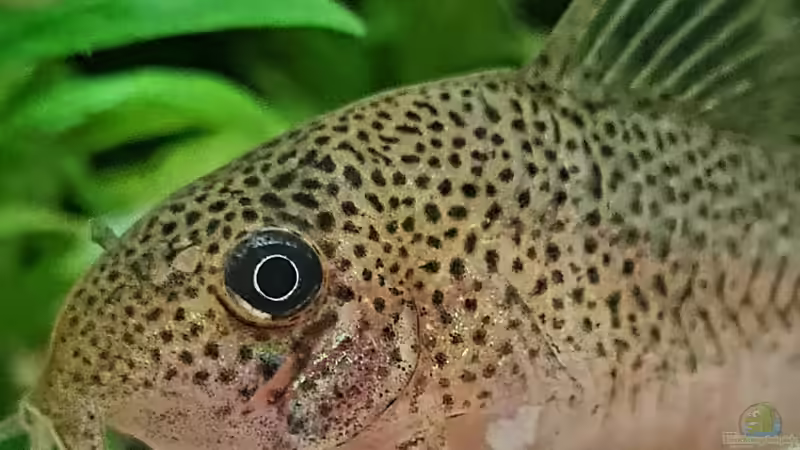 Corydoras similis von David Schneider Aquaristik (28)