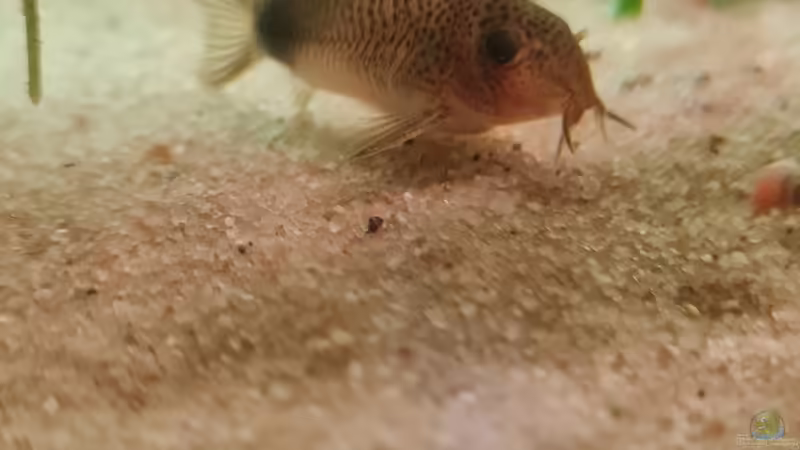 Corydoras similis von David Schneider Aquaristik (30)