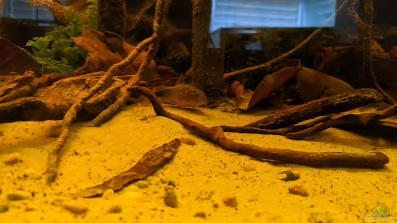 Corydoras similis im Aquarium halten (Einrichtungsbeispiele mit C. similis)