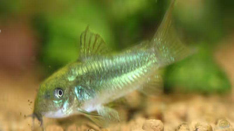 Corydoras sp. Fluorescent Green von Redfin (23)