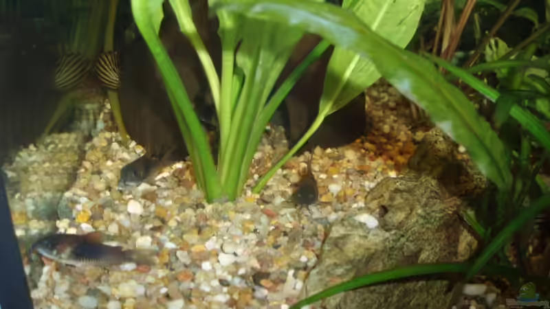 Corydoras spec. aff. aeneus ´Venezuela´ von ~Marco~ (33)
