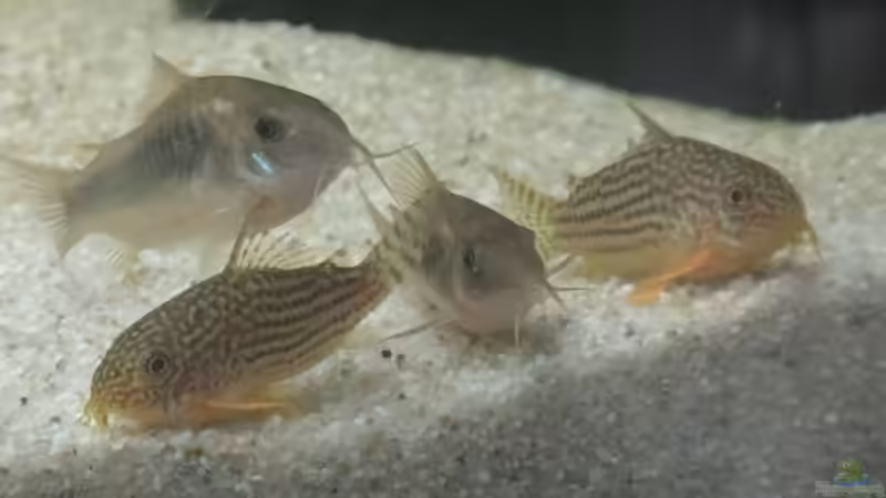 Corydoras sterbai + aeneus von Christoph904 (11)