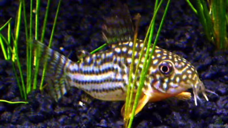 Corydoras Sterbai - einer von 5 von *angelfish* (39)