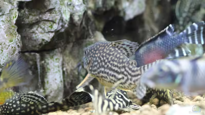 Corydoras Sterbai - Orangeflossen Panzerwelse von Redfin (18)