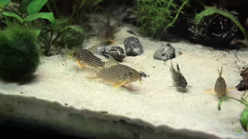 Corydoras sterbai  & Corydoras nanus von Basti.hh (30)