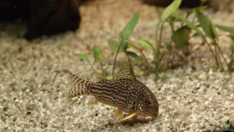 Corydoras sterbai, Länge 5cm (14.10.08) von Klaus Kastl (38)