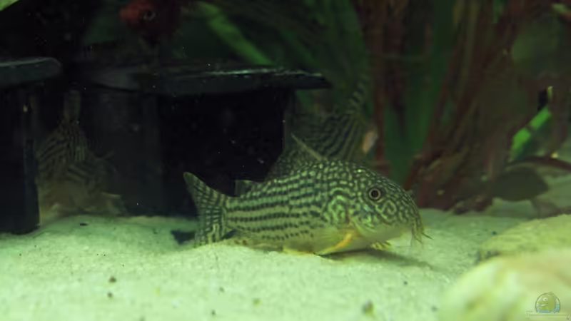 Corydoras sterbai, Orangeflossen-Panzerwels von Der Siems (56)