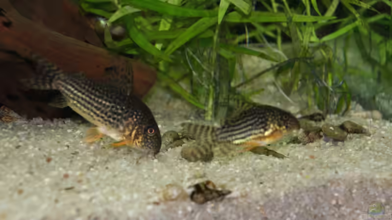 Corydoras sterbai  von Aniram (20)