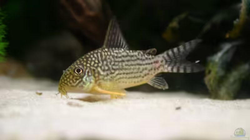 Corydoras sterbai  von Basti.hh (18)