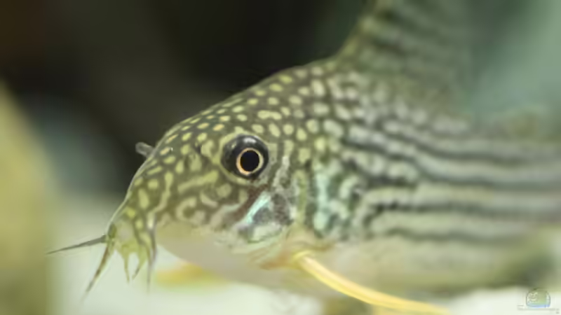 Corydoras sterbai  von Basti.hh (25)