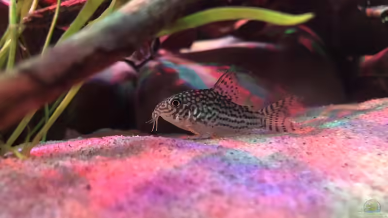 Corydoras sterbai  von DiskusMummy (26)