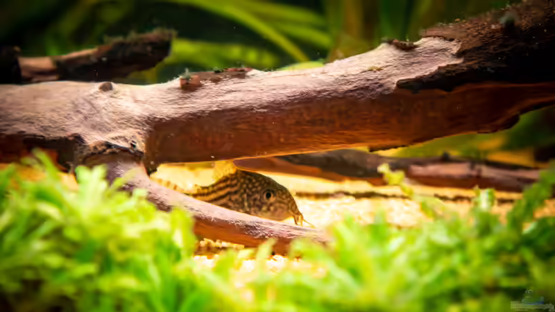 Corydoras sterbai  von DiskusMummy (35)