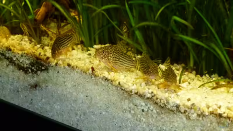 Corydoras sterbai  von erma (24)