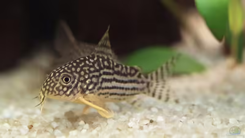 Corydoras sterbai (23.10.05) von Klaus Kastl (29)