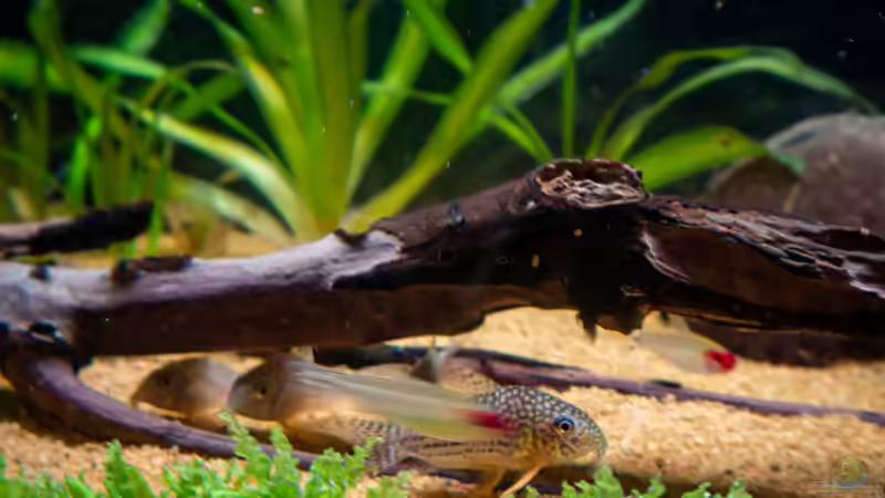 Corydoras sterbai & Rotkopfsalmler von DiskusMummy (30)