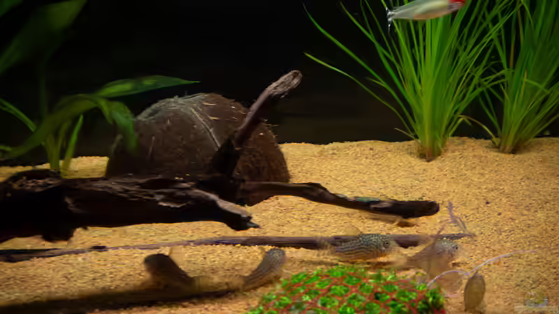 Corydoras sterbai & Rotkopfsalmler von DiskusMummy (31)