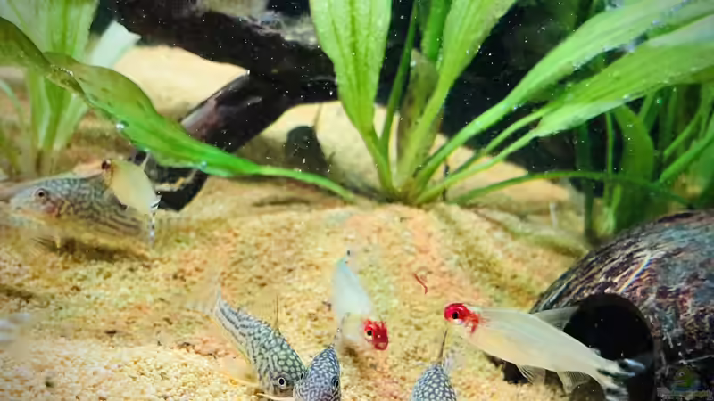 Corydoras sterbai & Rotkopfsalmler von DiskusMummy (33)