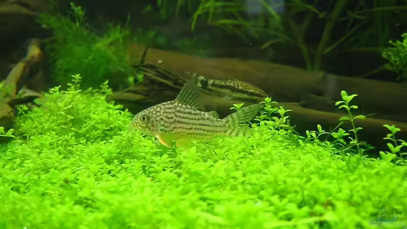 Hemianthus callitrichoides im Aquarium pflanzen (Einrichtungsbeispiele für Zwerg-Perlkraut)