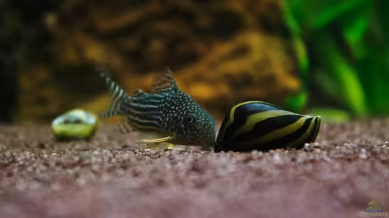 corydoras sterbai beim Spielen mit einer Rennschnecke von Seemann (49)