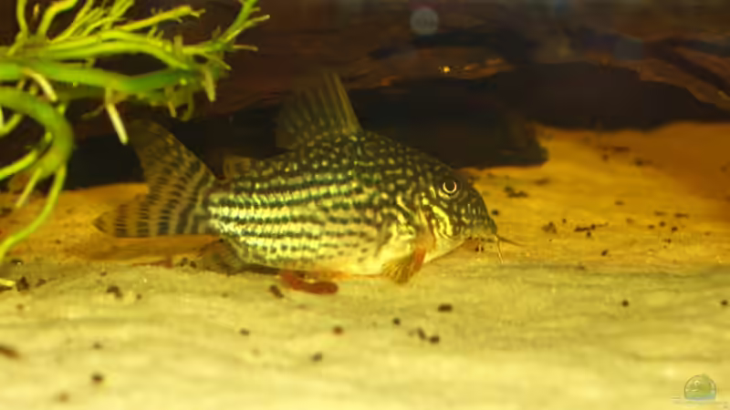 Corydoras sterbai F2 NZ von Knorpelfisch (31)