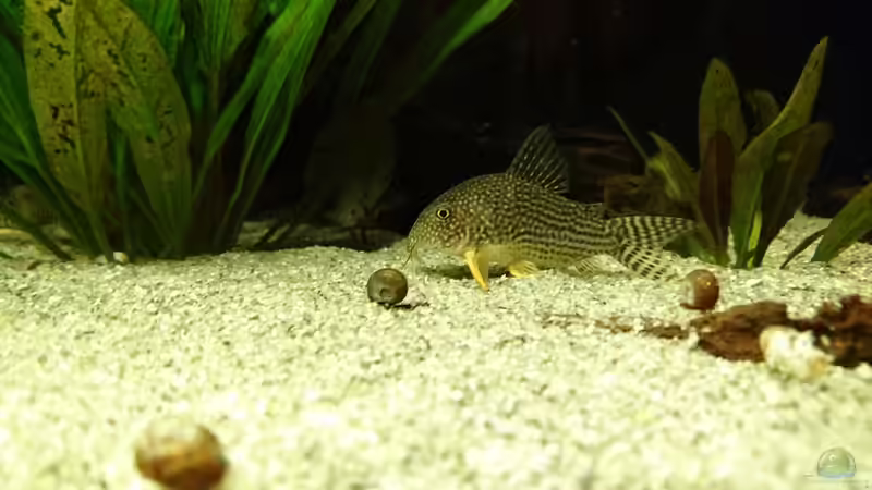 Corydoras sterbai (Januar 2016) von Wolly (40)