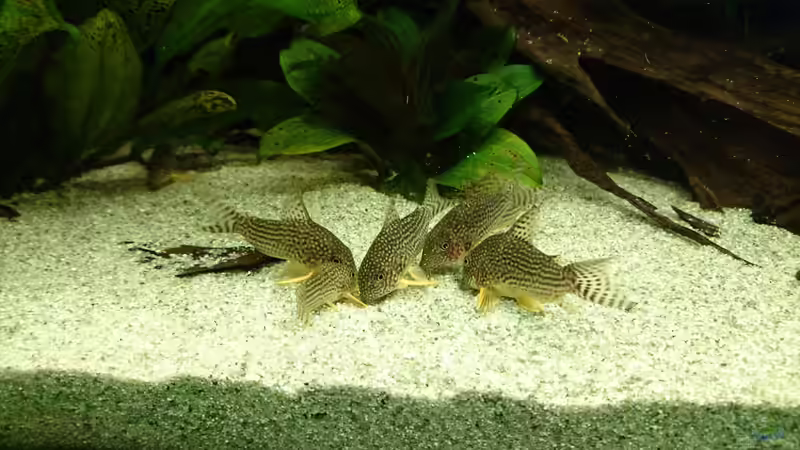 Corydoras sterbai (Januar 2016) von Wolly (41)