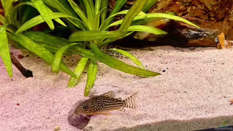 Corydoras sterbai im Aquarium (Einrichtungsbeispiele mit Sterbas Panzerwels)