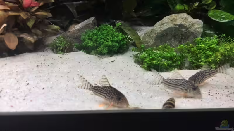 Corydoras Sterbai (Orangeflossen Panzerwels) & Clea helena (Raubturmdeckelschnecke) von Vancouver2010 (44)