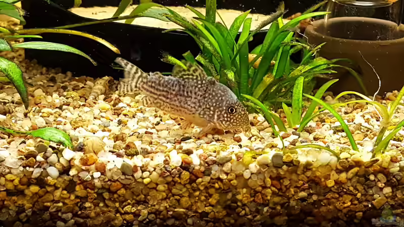 Corydoras sterbai (Orangeflossen Panzerwels) von Andy1904 (10)