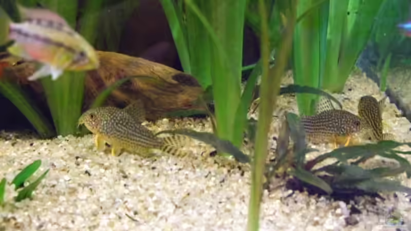 Einrichtungsbeispiele für die Haltung von Apistogramma hongsloi (Rotstrich-Zwergbuntbarsch) im Aquarium