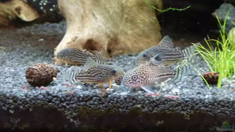 Aquarien für Corydoras julii (Julii-Panzerwels)