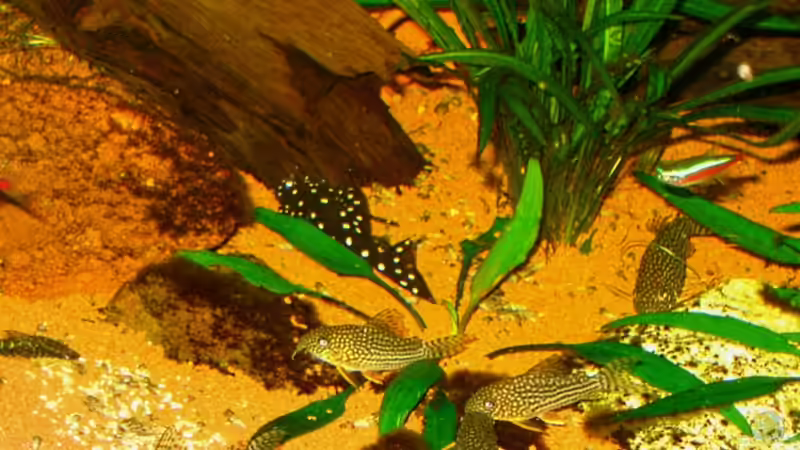 Corydoras sterbai und L 184 am 02.11.10 von nokoeh (60)