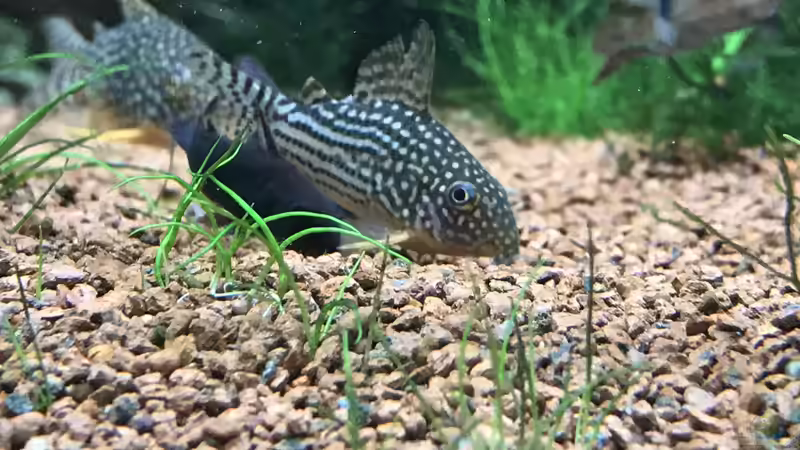 Corydoras sterbai von Acero (46)
