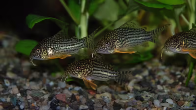 Corydoras sterbai von Daniel Monney (11)