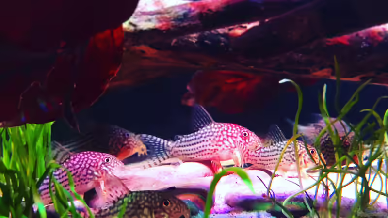 Corydoras sterbai von DiskusMummy (27)