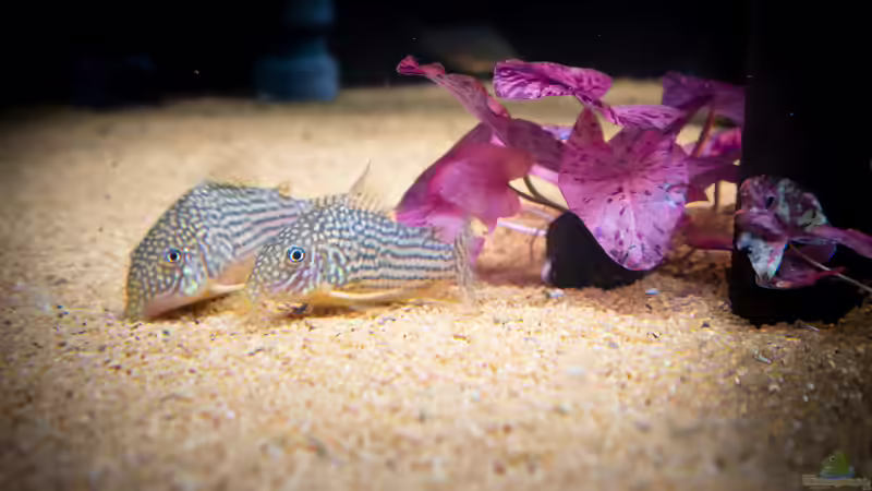 Corydoras sterbai von DiskusMummy (78)