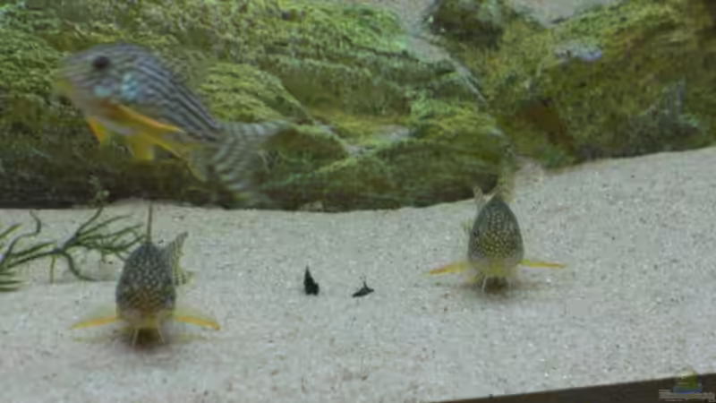 Corydoras Sterbai von Eichi82 (14)