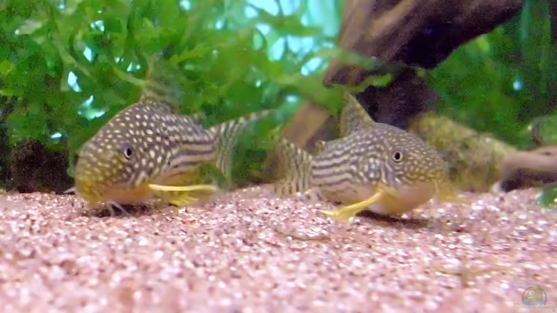 Corydoras sterbai von Guppy62 (35)