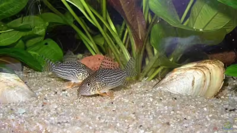 corydoras sterbai von Jan Kersten (11)