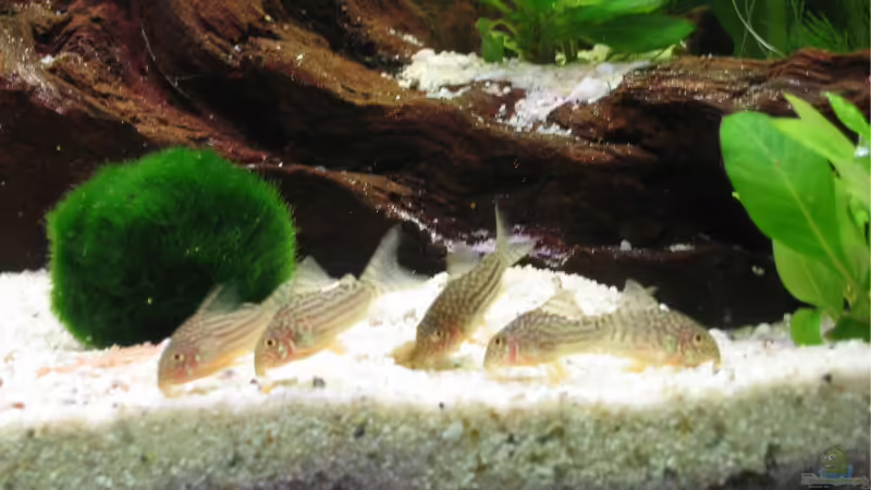 Corydoras sterbai von Janko Pickert (2)