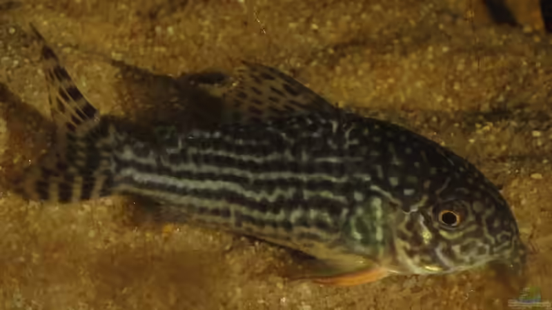 Corydoras Sterbai von Laura (78)