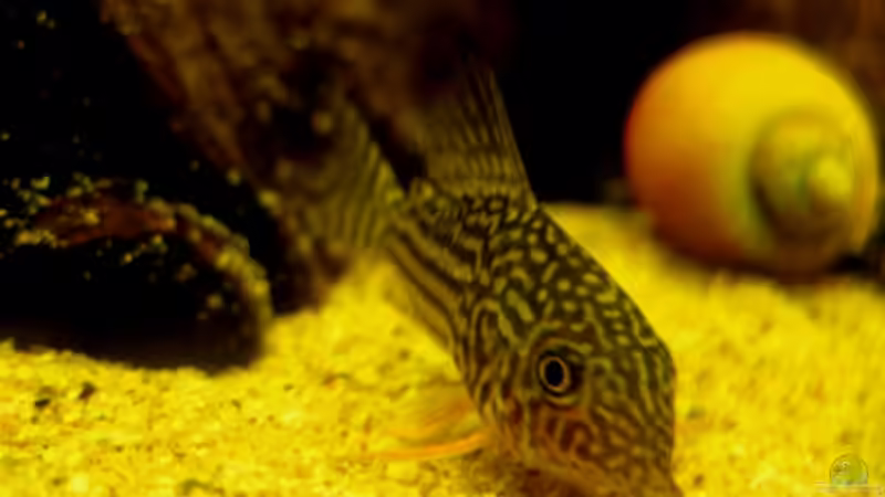 Corydoras sterbai von Malawigo (10)