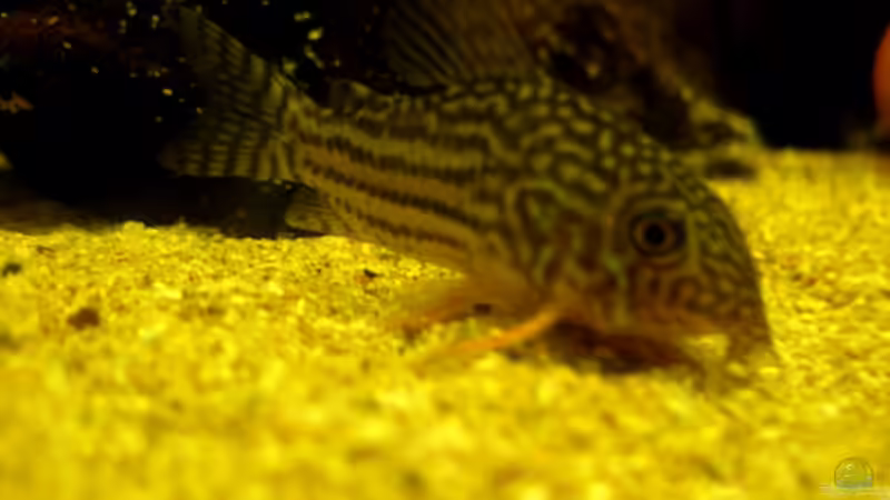 Corydoras sterbai von Malawigo (9)