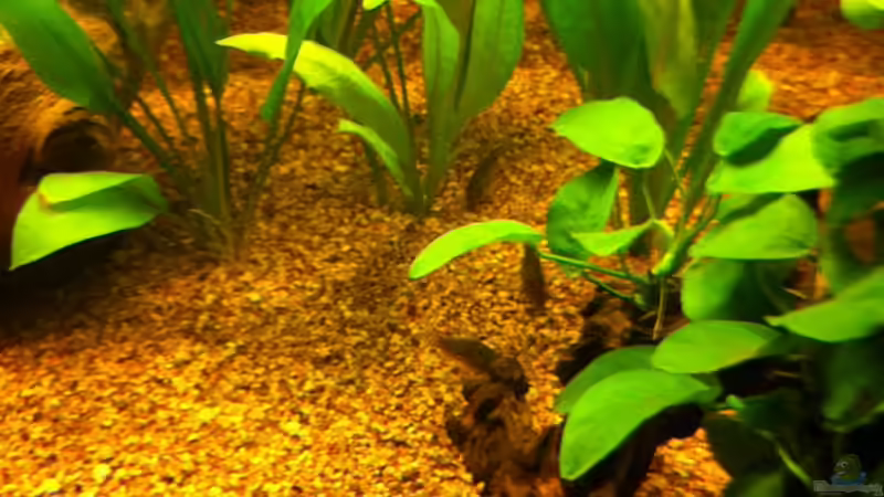 Corydoras Sterbai von matthiasm (56)