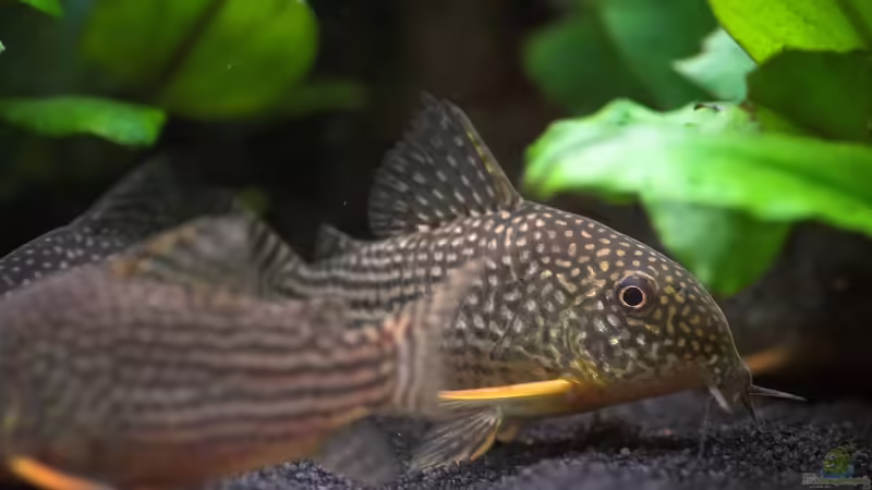 Corydoras sterbai von Olaf D. (25)