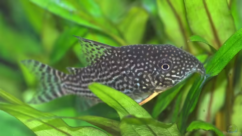 Corydoras sterbai von Olaf D. (26)