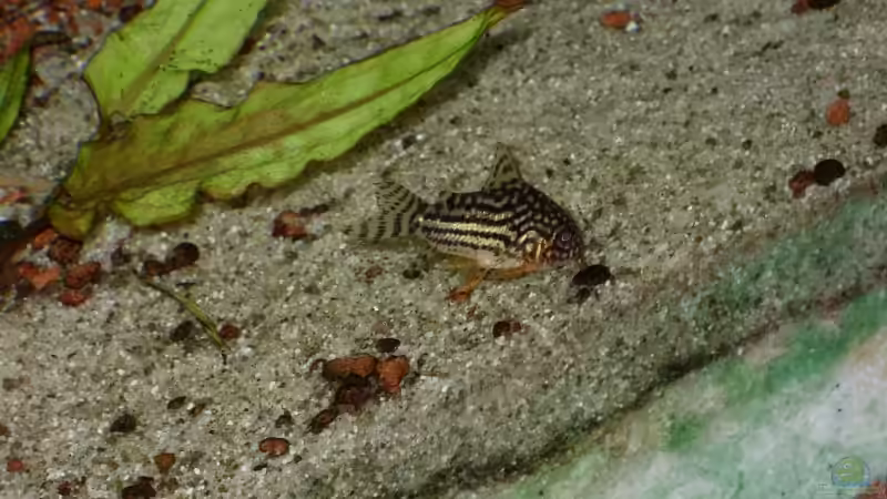 Corydoras sterbai von Oliver Boden (32)