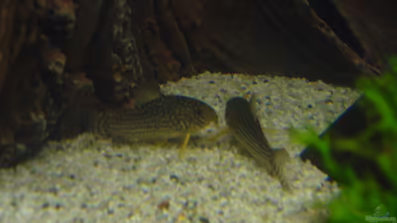 Corydoras Sterbai von Randsteinwetzer (15)